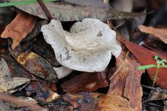 Clitocybe brunneoceracea