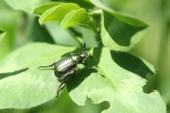 Anomala octiescostata