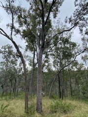 Corymbia clarksoniana