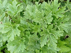 Leonurus quinquelobatus