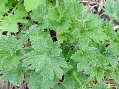 Leonurus quinquelobatus