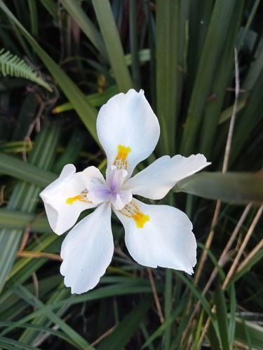 Small Fortnight Lily