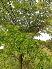 Terminalia amazonia