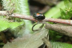 Hindoloides bipunctata
