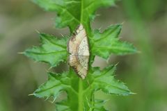 Pylargosceles steganioides