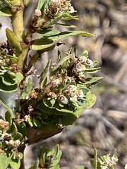 Euphorbia anthonyi