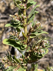 Euphorbia anthonyi