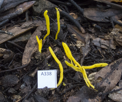 Clavulinopsis spiralis