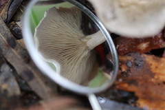 Clitocybe brunneoceracea