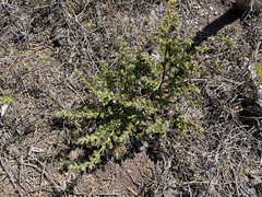 Euphorbia anthonyi