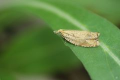 Neoanathamna nipponica