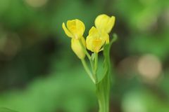 Cephalanthera falcata