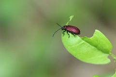 Sangariola punctatostriata