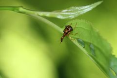 Leptapoderus balteatus