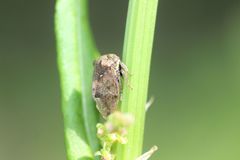 Machaerotypus sibiricus