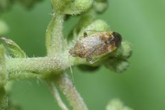 Psallus roseoguttatus