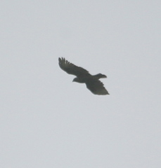 Buteo solitarius