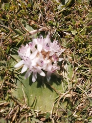 Massonia jasminiflora