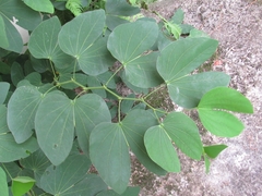 Bauhinia forficata