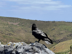 Corvus corax sinuatus