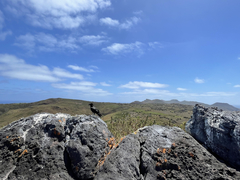 Corvus corax sinuatus