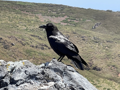 Corvus corax sinuatus