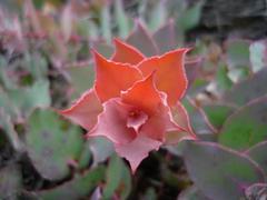 Protea amplexicaulis
