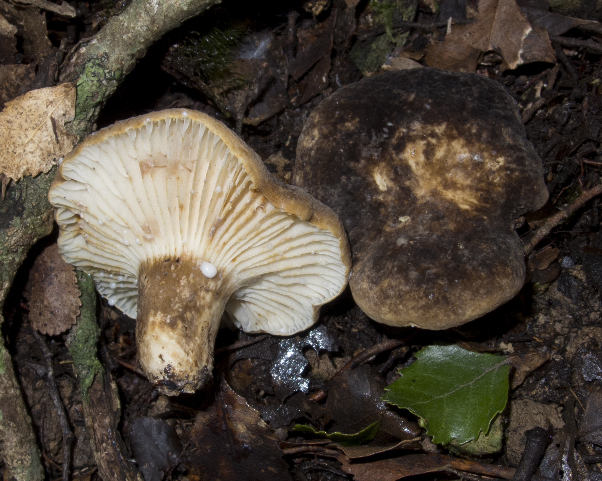 Lactarius sepiaceus image