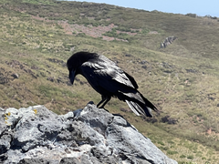 Corvus corax sinuatus