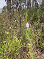 Cleistesiopsis