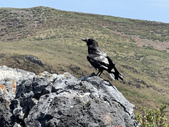 Corvus corax sinuatus