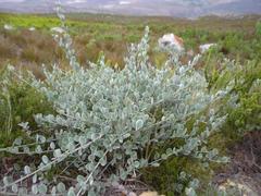Podalyria hirsuta