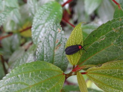 Pyrocoelia formosana