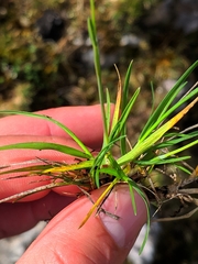 Oreochloa confusa