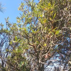 Comarostaphylis discolor