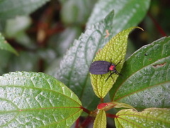 Pyrocoelia formosana