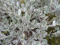 Podalyria hirsuta