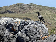 Corvus corax sinuatus