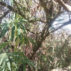 Comarostaphylis discolor