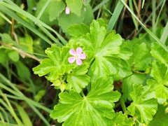 Geranium lucidum
