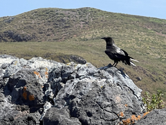 Corvus corax sinuatus