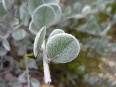 Podalyria hirsuta