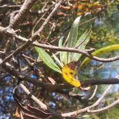 Comarostaphylis discolor