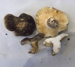 Lactifluus sepiaceus