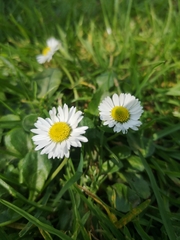 Bellis perennis