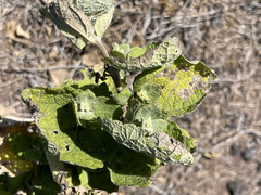 Brickellia peninsularis