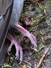 Streptopelia decaocto