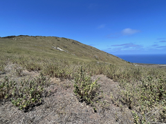 Brickellia peninsularis