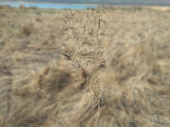 Calamagrostis extremiorientalis