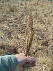 Calamagrostis extremiorientalis